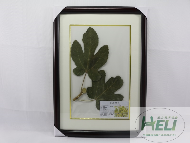 園林果樹(shù)臘葉標(biāo)本-無(wú)花果