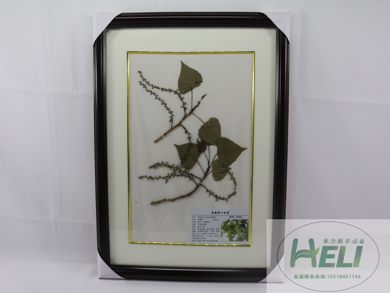 植物臘葉標(biāo)本-楊樹(shù)